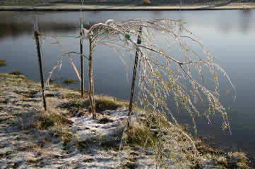 Frozen willow