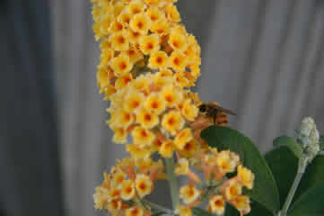 Bee on a Buddleia Honeycomb Butterfly Bush