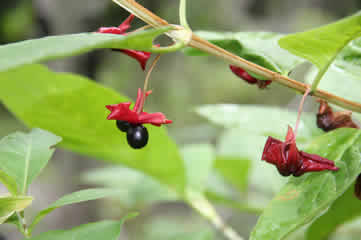 Fushia-flowered gooseberry