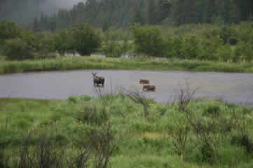 Moose and calves in pond