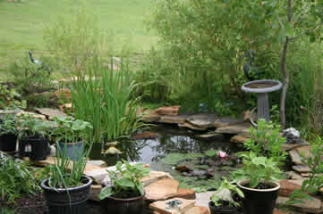 small pond after rains