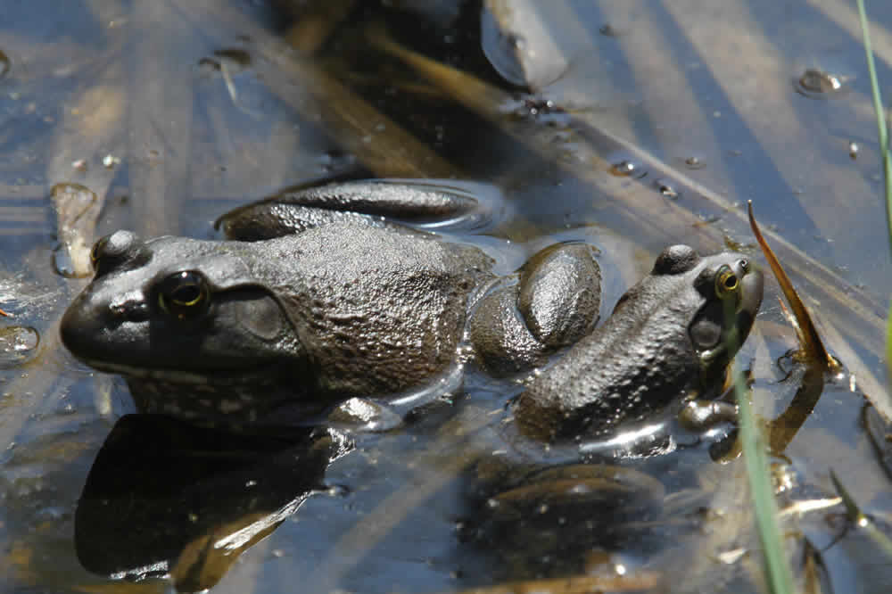 two bullfrogs