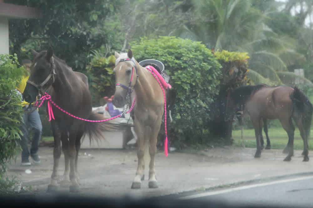 Puerto Rican road stands and horses