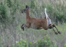 Deer in wetlands