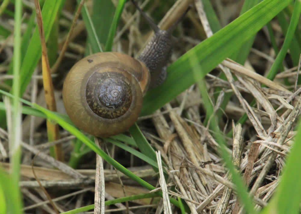 wetlands snail