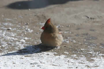 Cardinal