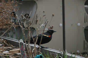 Red winged blackbird