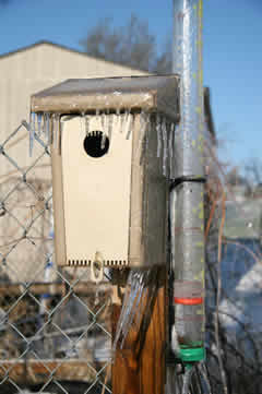 Frozen bird house