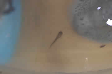 Tadpole