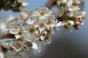 Frozen pear tree blossoms