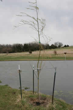 Thawed willow