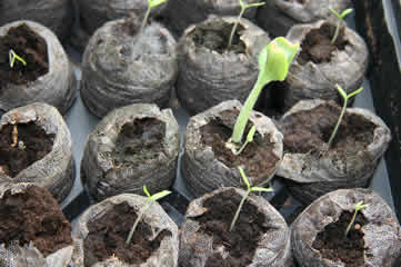 Cherokee tomatoes