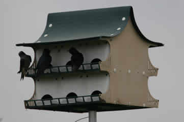 Purple Martins