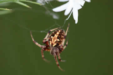 Garden spider