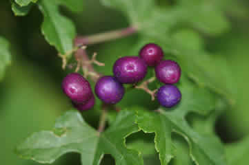 Garden berries