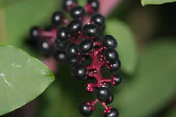 KS berries