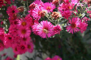 Purple ice plant and bee