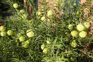 Milkweed