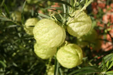 Milkweed balls