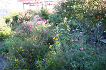 Monarch Watch garden1