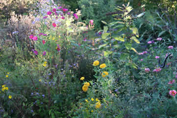 Monarch Watch Garden2