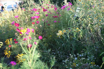 Monarch Watch Garden 3