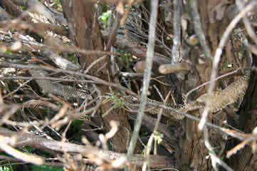 Snakeskin in cedar branches