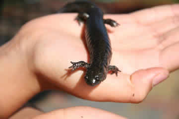 Salamander II