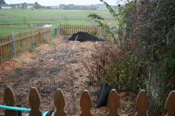 My plowed garden