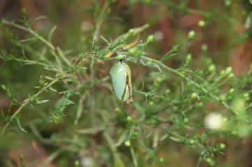 Monarch caterpillar