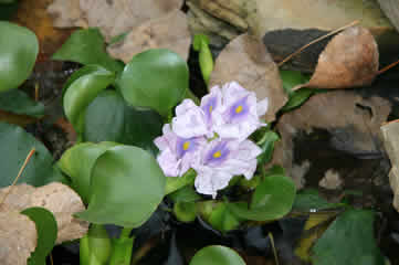 Floating pond plant blossom