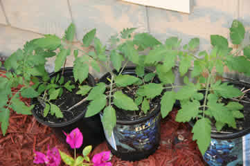 Tomato seedlings