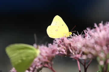 Sulphur moth