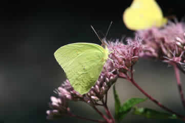 Sulphur moth2