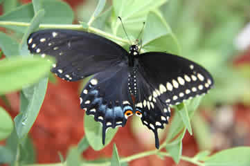 New swallowtail dried wings