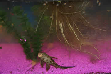 Marvin in fish tank