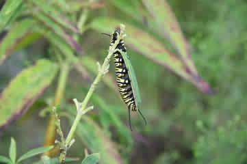 Monarch caterpillar