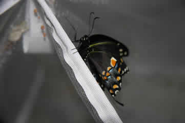 Swallowtail new