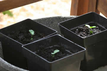 orange tree sprouts