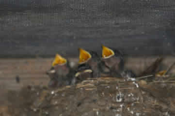 swallow babies