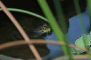 hiding frog 1