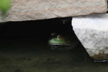 hiding frog 2