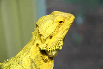profile of Draco