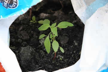 Plant in bag of fertilizer