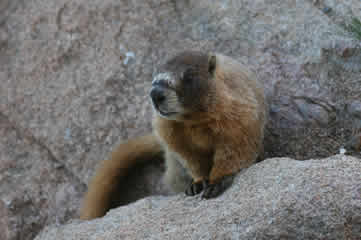 Yellow Bellied Marmot Rockies