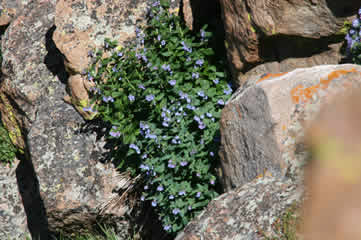 Colorado Blue Bells