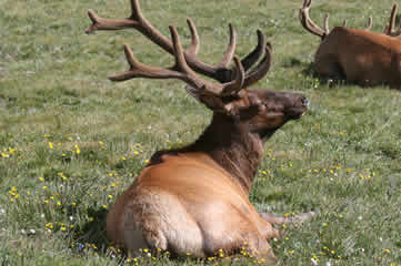 Bull Elk on Trail Ridge Road