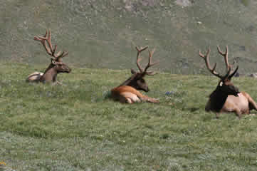 Bull elk on Trail Ridge Road