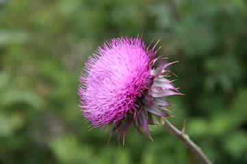 Scotch Thistle