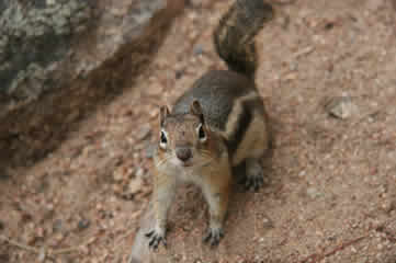 Chipmunk Rocky Mountains